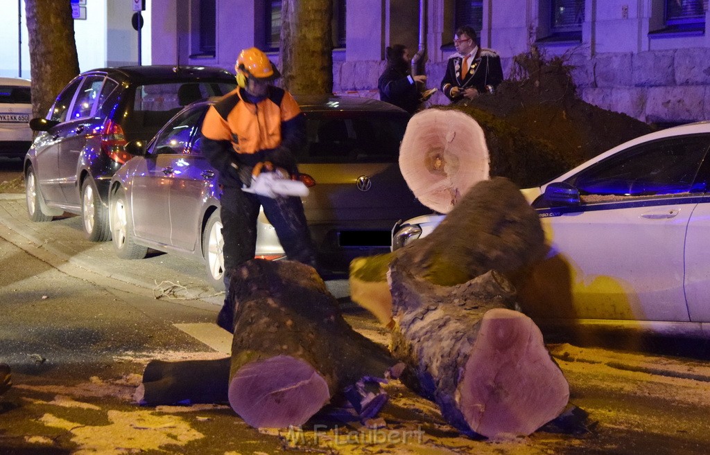 Baum auf PKWs Koeln Mitte Rheinuferstr Goldgasse P086.JPG - Miklos Laubert